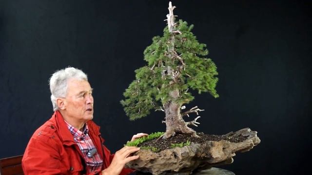 INTERNATIONAL BONSAI ACADEMY with Walter Pall 2013 - Case Study 6/ Picea abies yamadori смотреть онлайн