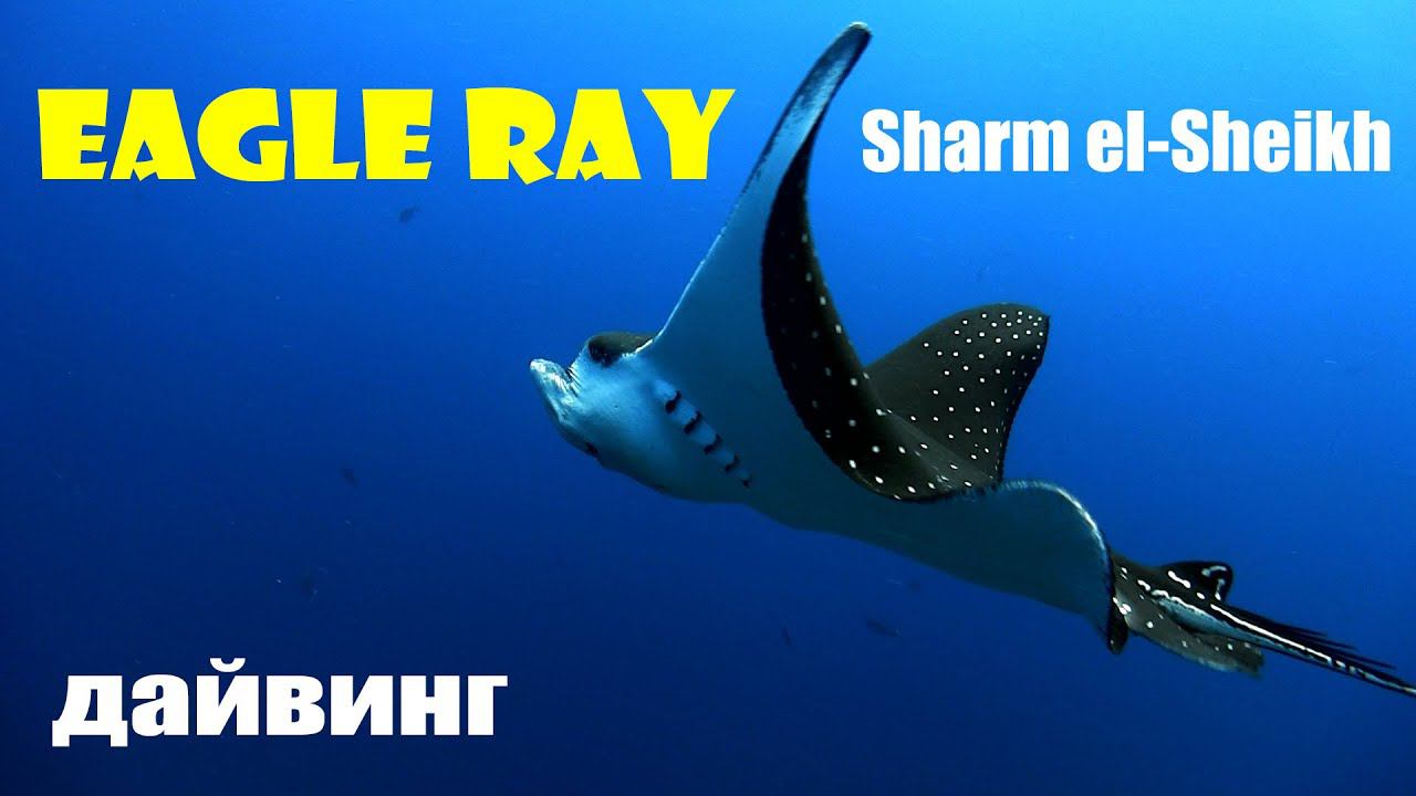 Eagle ray