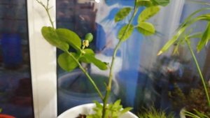 Почему на лимоне бывает мало плодов