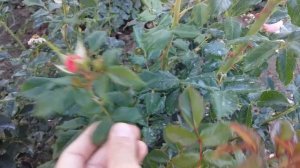 начало второй волны цветения у плетистой розы Сьюзи