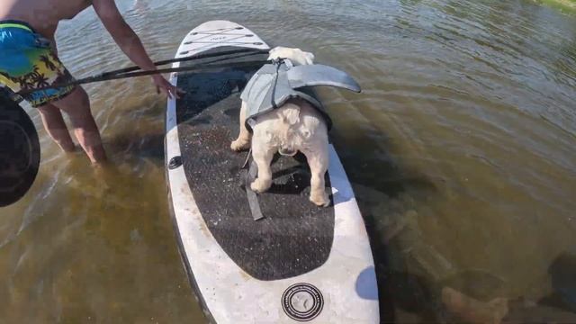 Бульдог на сапе смотреть онлайн