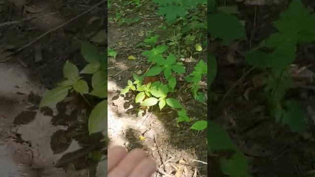 Белочки ?️?️ в Нескучном саду ??? (Парк Горького / культуры, Москва) кушают орешки) | Видео # 47 смотреть онлайн