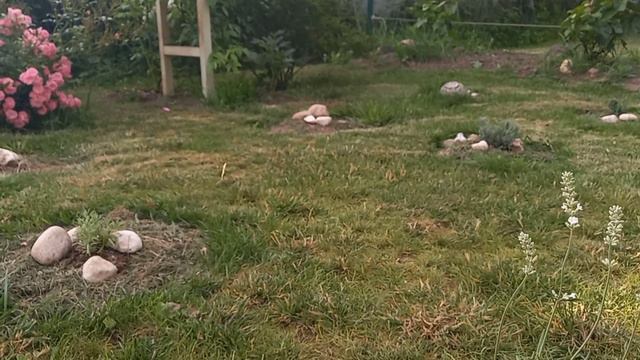 Лаванда на нашем маленьком лавандовом поле / a little lavender field смотреть онлайн