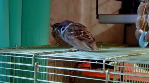 Полевые воробьи Тоша и Степа на прогулке. Кто шкодит и кусается?