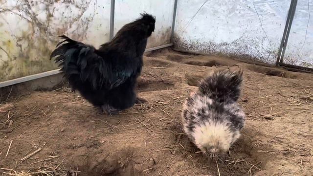 СПОСОБ ОБОГРЕВА КУР В СИЛЬНЫЙ МОРОЗ.Тепло в курятнике!