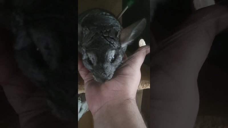 Шиншиллы Маша стала доброй