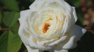Rose JEANNE MOREAU® Meidiaphaz blooming beautifully right after summer heat