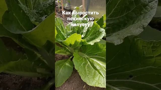 Как вырастить пекинскую капусту