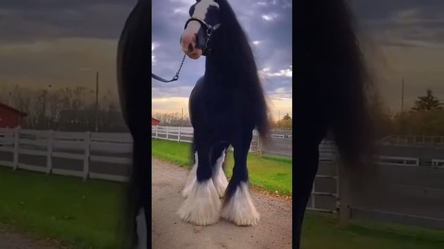 Самые невероятные, красивые лошади в мире!!! смотреть онлайн