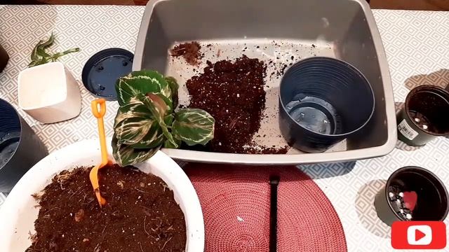 МЕГА ОБЗОР КАЛАТЕИ МАКОЯН ОРБИФОЛИЯ МЕДАЛЬОН ?? смотреть онлайн