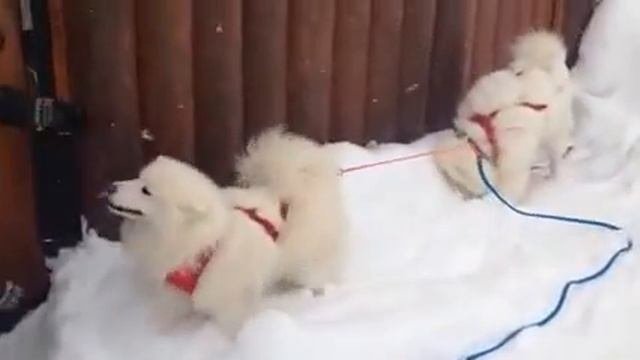 Самоеды в упряжке