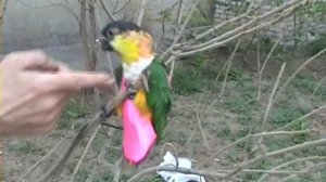 Прогулки с попугаями. Черноголовый белобрюхий попугай. 1 мая 2013 г.