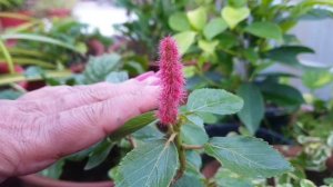 How to Grow and Care Acalypha Hispida / Monkey's Tail / Cat Tail Plant || Fun Gardening