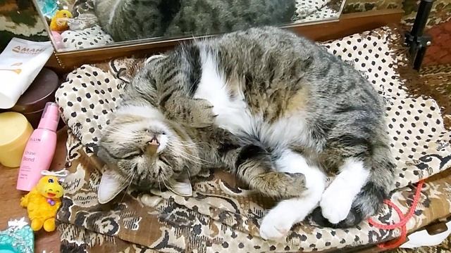 Зачем коту вибриссы усы? Что будет если кот останется без усов? смотреть онлайн