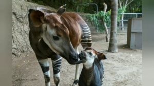 10 САМЫХ НЕОБЫЧНЫХ ЖИВОТНЫХ