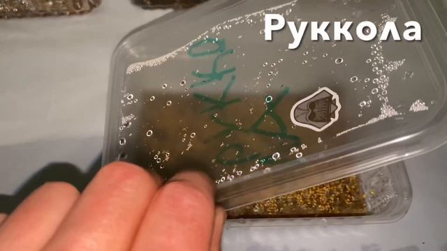 Микрозелень на подоконнике, выращиваем зелень вместе детьми!