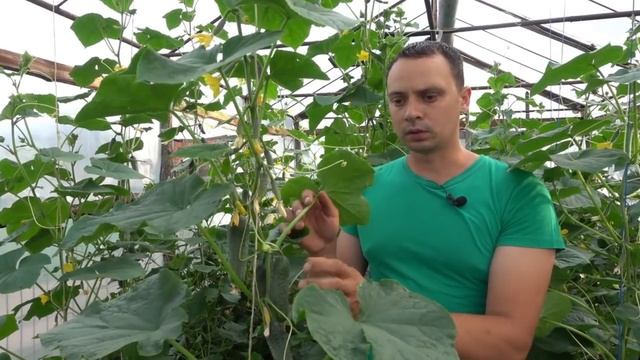 ОГУРЦЫ БЕЗ ХИМИИ, ПОДРОБНАЯ, ПОЭТАПНАЯ ИНСТРУКЦИЯ ПО ОРГАНИЧЕСКОМУ ВЫРАЩИВАНИЮ ОГУРЦОВ