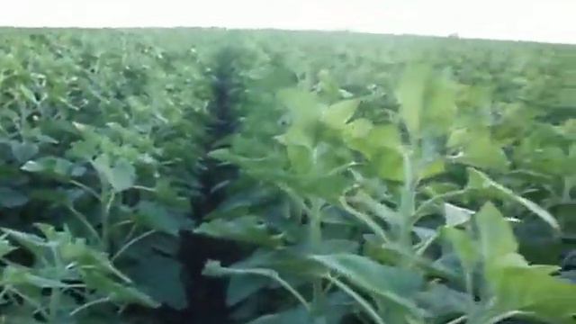 осмотр подсолнуха посеяного севалкою свт4 имототрактором смотреть онлайн