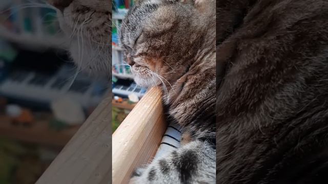 Рассказ про Камелиных котят смотреть онлайн