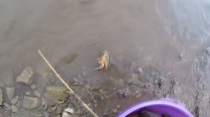 ЛОВИМ МИДИИ РУКАМИ / ПРОСТОЕ ПРИГОТОВЛЕНИЕ МИДИЙ!