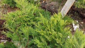 Спасаю можжевельник. Проблема. Плохо перезимовал.