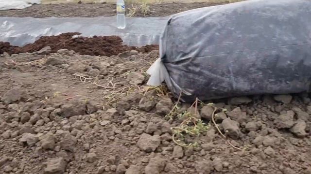 Посадка плантации голубики. От А до Я. смотреть онлайн