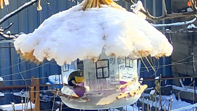 Синички на моём участке смотреть онлайн