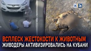 В Краснодарском крае участились случаи агрессивного обращения с животными