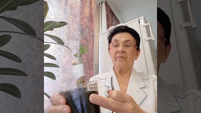 Адениум прививки: когда снимать повязку? смотреть онлайн