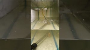 Нерестовики.Гурами.Тернеция.Июнь, 2021