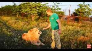 Как львы ведут себя ВЕЧЕРОМ?!