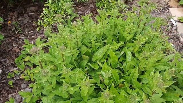 Как размножить колокольчик скученный. 6-12.06.2022 ?
