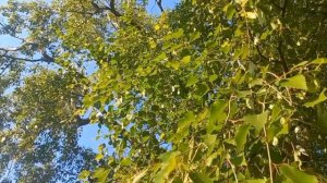 Феликс Мендельсон | Концерт Для Скрипки С Оркестром Ми Минор