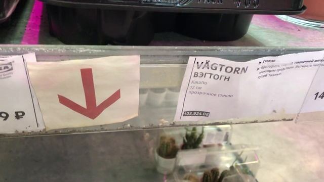 Цветы в Икеа. Сентябрь 2020. смотреть онлайн