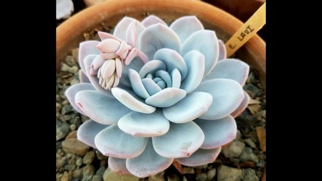 Echeveria Laui// como cuidarlas смотреть онлайн