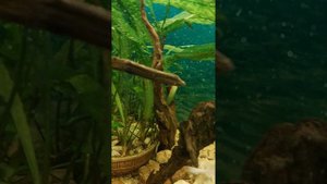 Аквариум с золотыми рыбками. Мои любимые золотые 🐟 🐟 🐟рыбки.Уход и содержание.