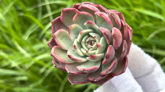 Echeveria ‘Black Eyes’ смотреть онлайн