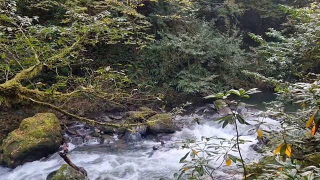 Mtirala National Park near Batumi/Национальный парк Мтирала возле Батуми смотреть онлайн