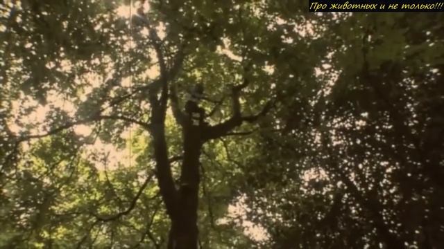 В 4 года её бросили в диких джунглях! Не поверите кто помог ей выживать в ЖECT0KИХ условиях! смотреть онлайн