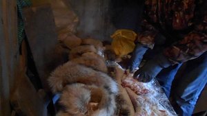 Засол шкуры лисы.The salting of the skins of foxes.