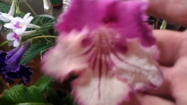 Стрептокарпусы. Цветут детки. Краткий обзор. смотреть онлайн