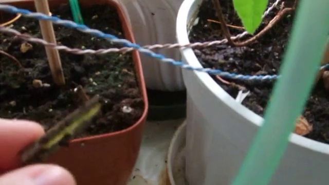 arduino автополив растений на окне, ч1. смотреть онлайн