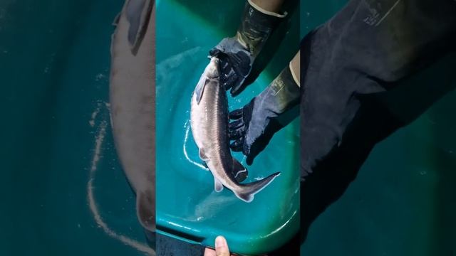 самка стерляди для маточного стада.#узв#осетр#рыбоводство#ферма#sturgeon#стерлядь смотреть онлайн