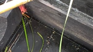 Первый сом на подводной охоте, река Ворона