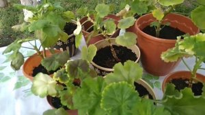 Причина белых листьев у Пеларгонии.