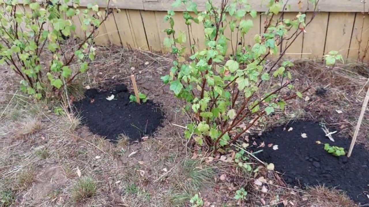 Размножение Смородины и Крыжовника Параллельными Отводками смотреть онлайн