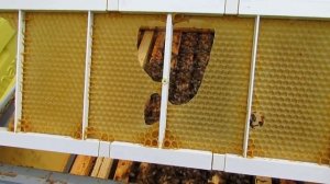 ответы на вопросы - почему пчелы грызут вощину на рамках