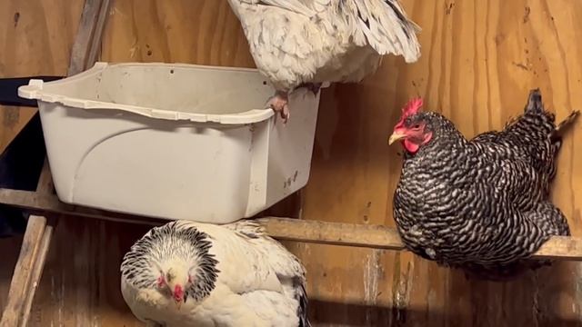 САМЫЙ ЛУЧШИЙ СОСЕД В МИРЕ/ США/ смотреть онлайн