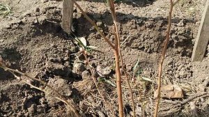 Голубика,подкисляю кусты.Наконец купили верховой торф!