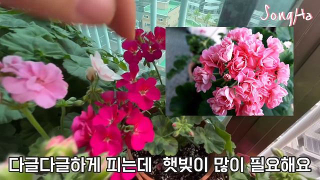 Geraniums 제라늄 꽃잎으로 알아봐요 смотреть онлайн